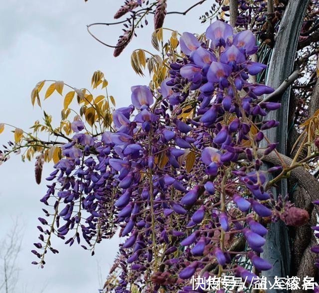 花友们|这种花梦幻得要命，被称为婚礼专用花，自家阳台就能种！