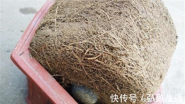 盆景|盆景盆树出现了老化,要及时处理避免树桩死亡,方法一分钟看完