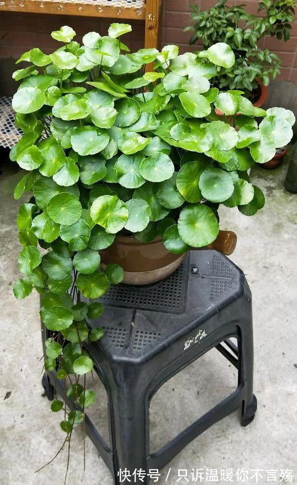 养花技巧铜钱草养在这，7天就爆盆，叶子长成巴掌大！