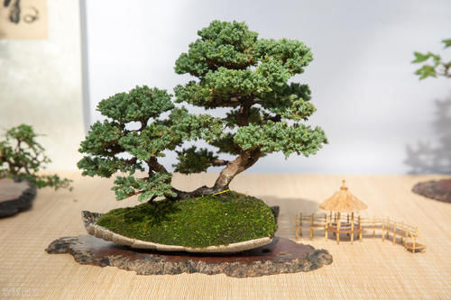  植物花卉|别再为浇水发愁了，给你支招“10多10少”浇水法，比啥方法多管用