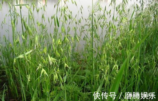 蛇莓|小时候常见又叫不上名的植物,终于知道叫啥了,太全了