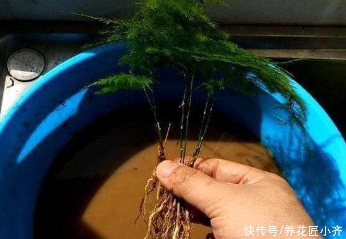 肥料|让黄叶的文竹恢复生机，秋季只需做四步，让它根系满盆冒新芽