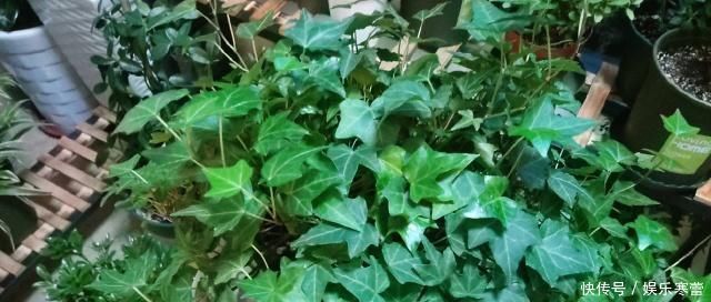 养花,什么情况下“不能施肥”看养花达人怎么说