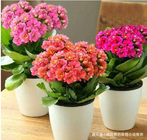 鲜花|什么发财树、君子兰都不如这“3种花”，好养易活，养人又旺财！