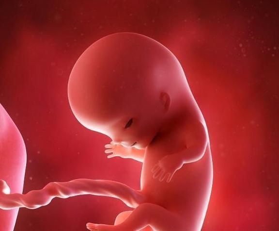 智力发育|胎儿在孕妈肚子里待十个月,但智力发育却只在这3周,别轻易错过