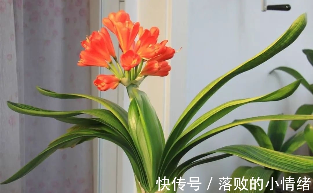 阳台上|“0至30度”的温度变化,会给君子兰带来不一样的生长体验!