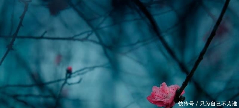 变法|王安石最经典的一首诗,通篇看似很喜悦,同时又有着淡淡的忧愁!