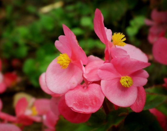 适合家里养的花朵,比月季还好养,花大色艳,养家里芳香怡人