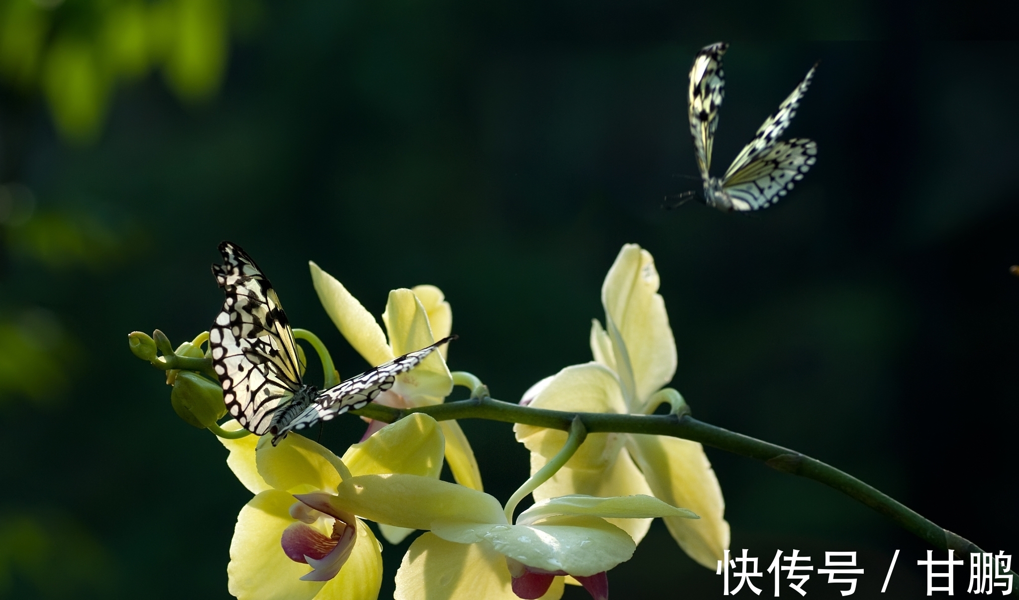 萧艾!五言绝句◆空谷幽兰