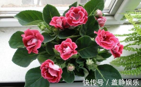新手大岩桐、长寿花、虎皮兰、芦荟,一片叶子培育成一盆栽