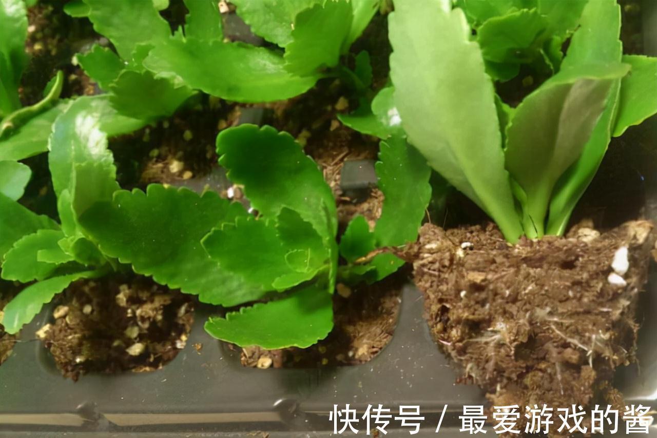 适合10月扦插的“5种花”,喜欢不要花钱买,几根枝条就能插一盆