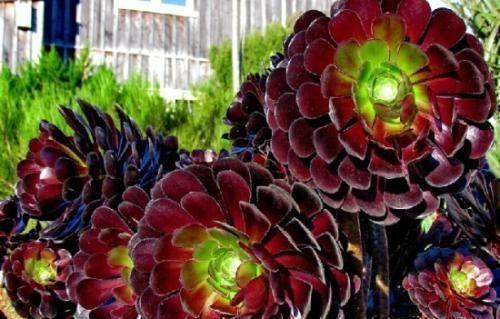 多肉界的“大魔头”黑法师,养护就3点,一年窜了半米高,变老桩