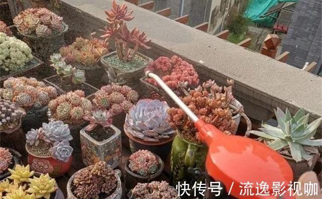 浇水|多肉难度夏,叶子皱巴巴“就浇水”小心烂根水化“找上门”!