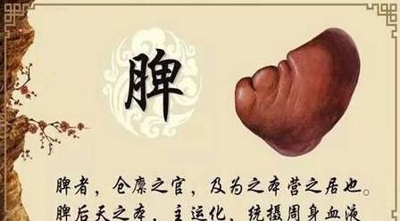 脾虚的第四个等级中气下陷，久泄，胃下垂，按以下4个方法做