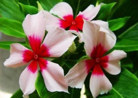 4种花养在家里，一整年都有好运气，开花漂亮财运来，一养就上瘾