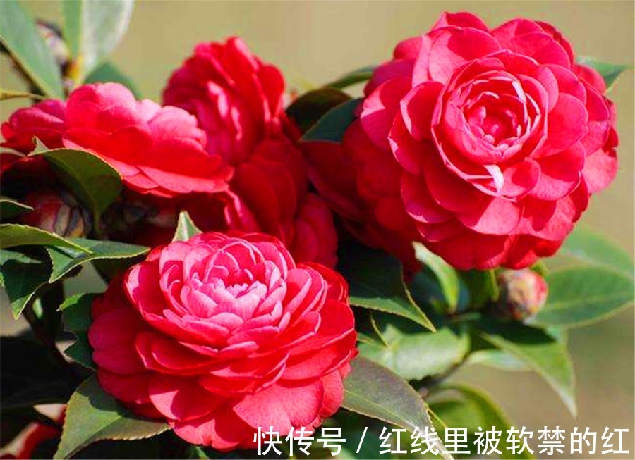 秋天养茶花，紧抓4个要点，花苞长满枝头，冬天轻松开爆盆