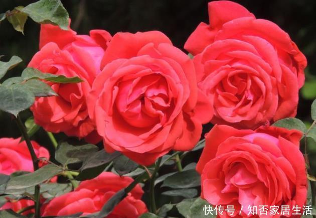 新手养护花卉,就养分分钟爆盆,花团锦簇的花卉,花开花香浓郁!