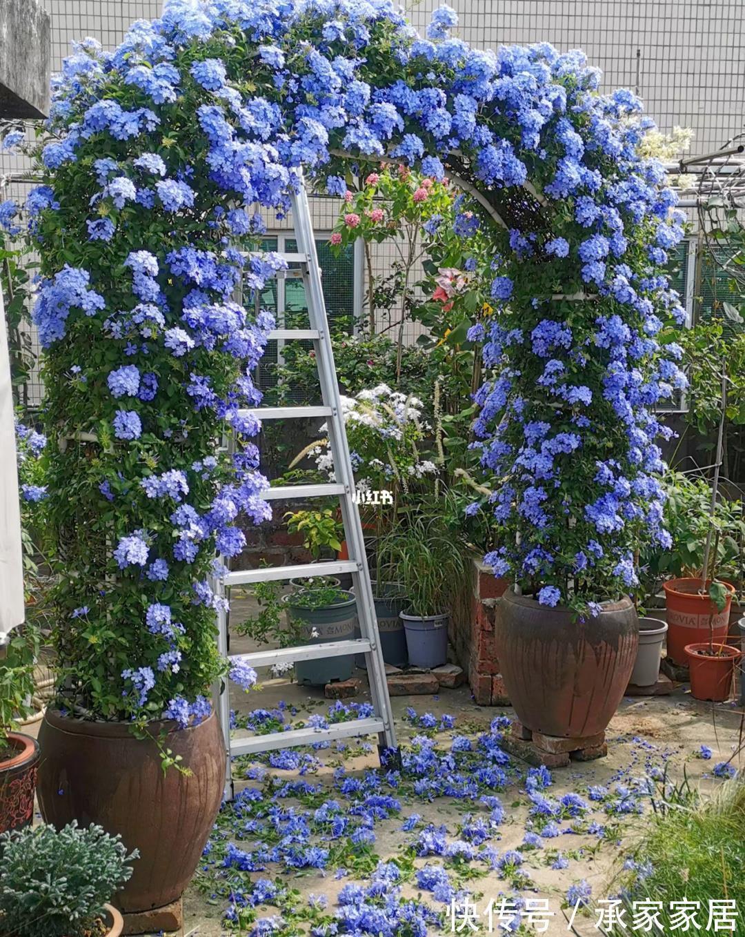 8月中旬,养花首选这5种,爱开花不说,关键是好养