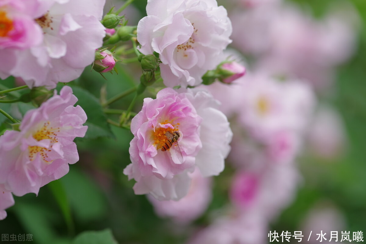  雨落|懂你眉间心上慈悲，许你花开未凉，雨落倾城