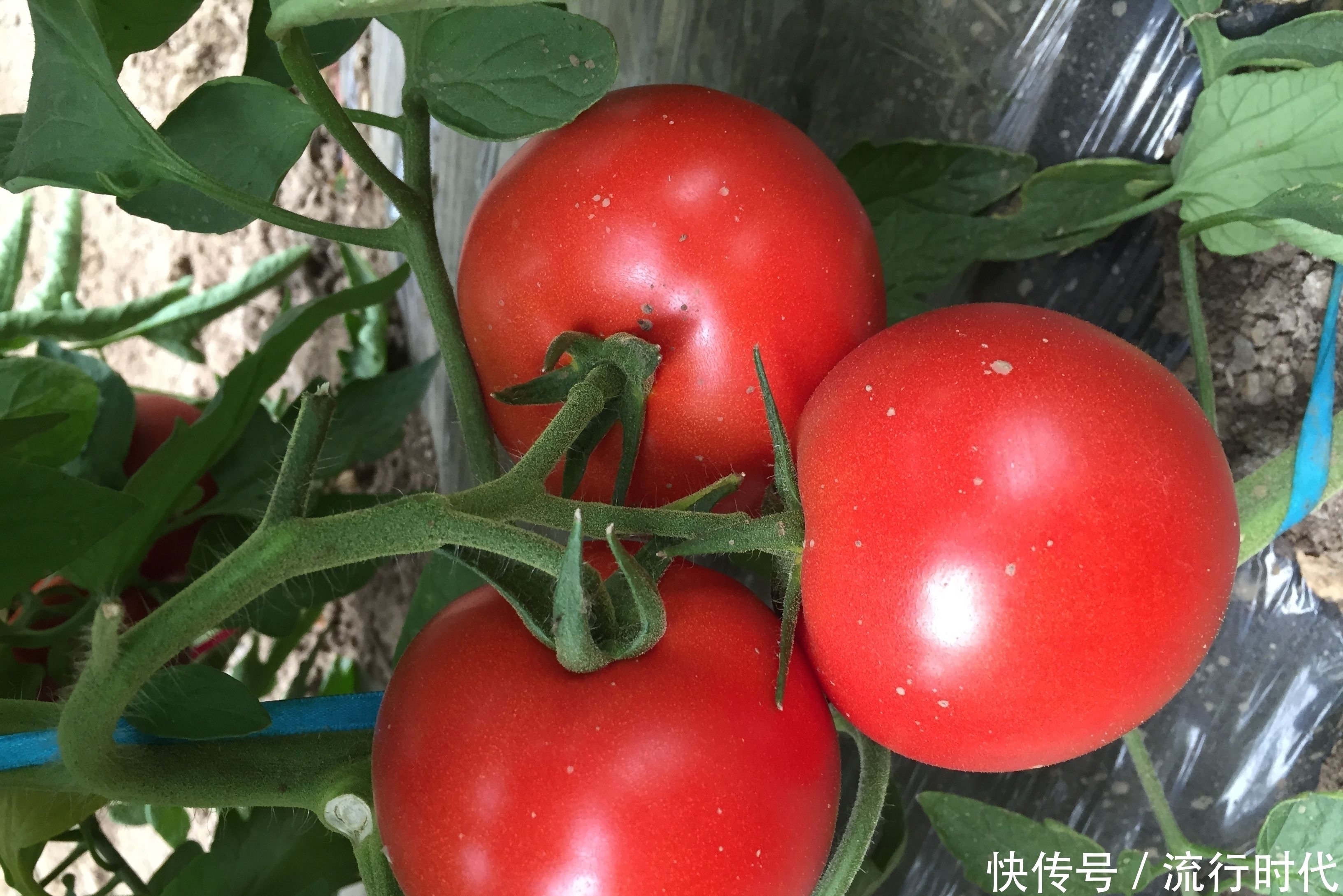 胃癌肿瘤|胃癌早期很隐匿,若有4个异常,请不要逃避胃镜检查