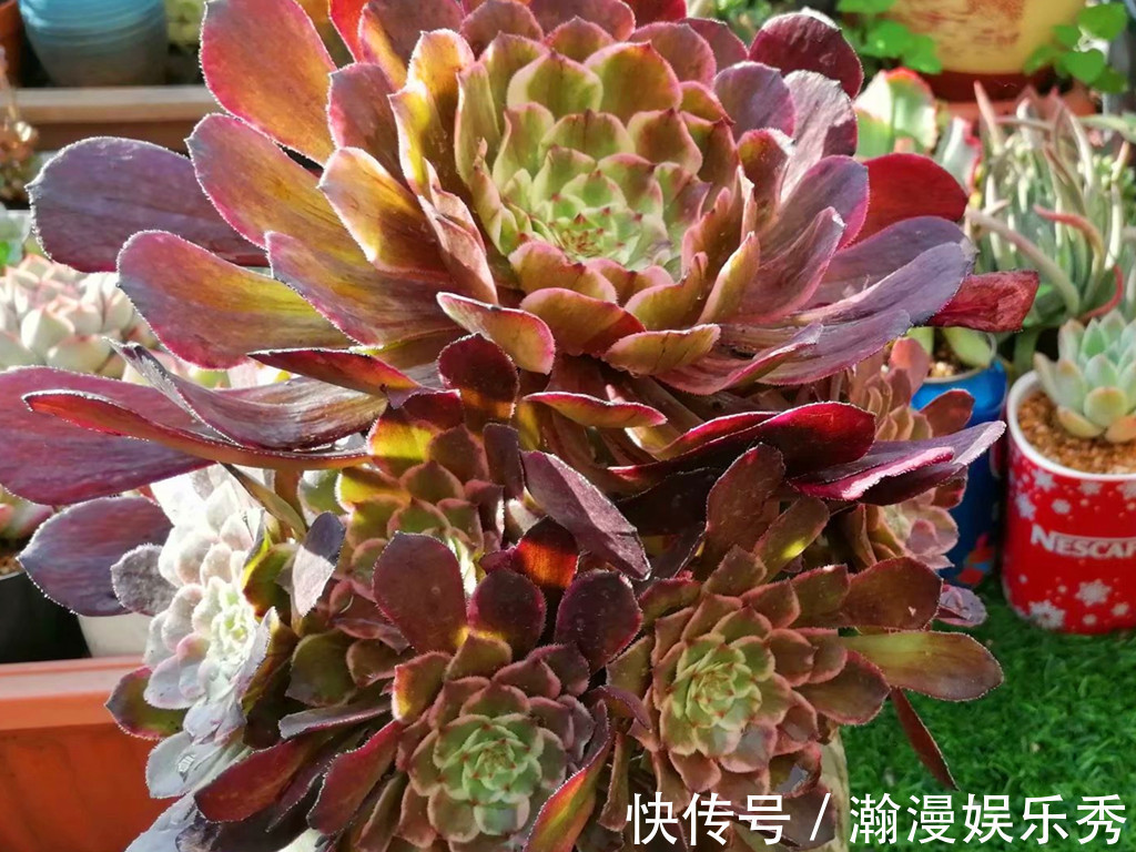 多肉法师夏季不休眠正常吗?不休眠的法师如何养护?顺其自然最好