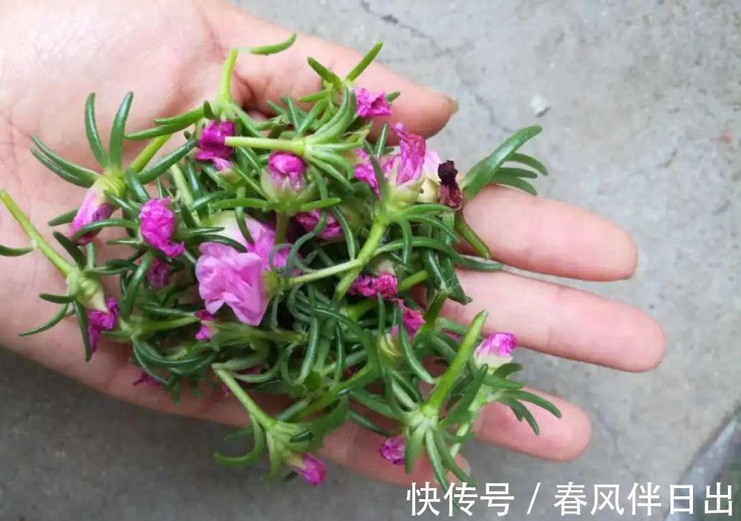 施肥|8种花赶紧剃头,剃得越狠,开花越多