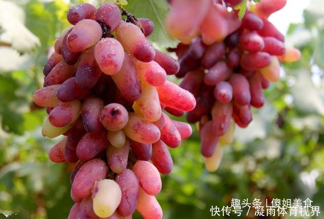 抓紧|爱吃葡萄的要留意了,我也是今天才知道,抓紧告诉身边的人