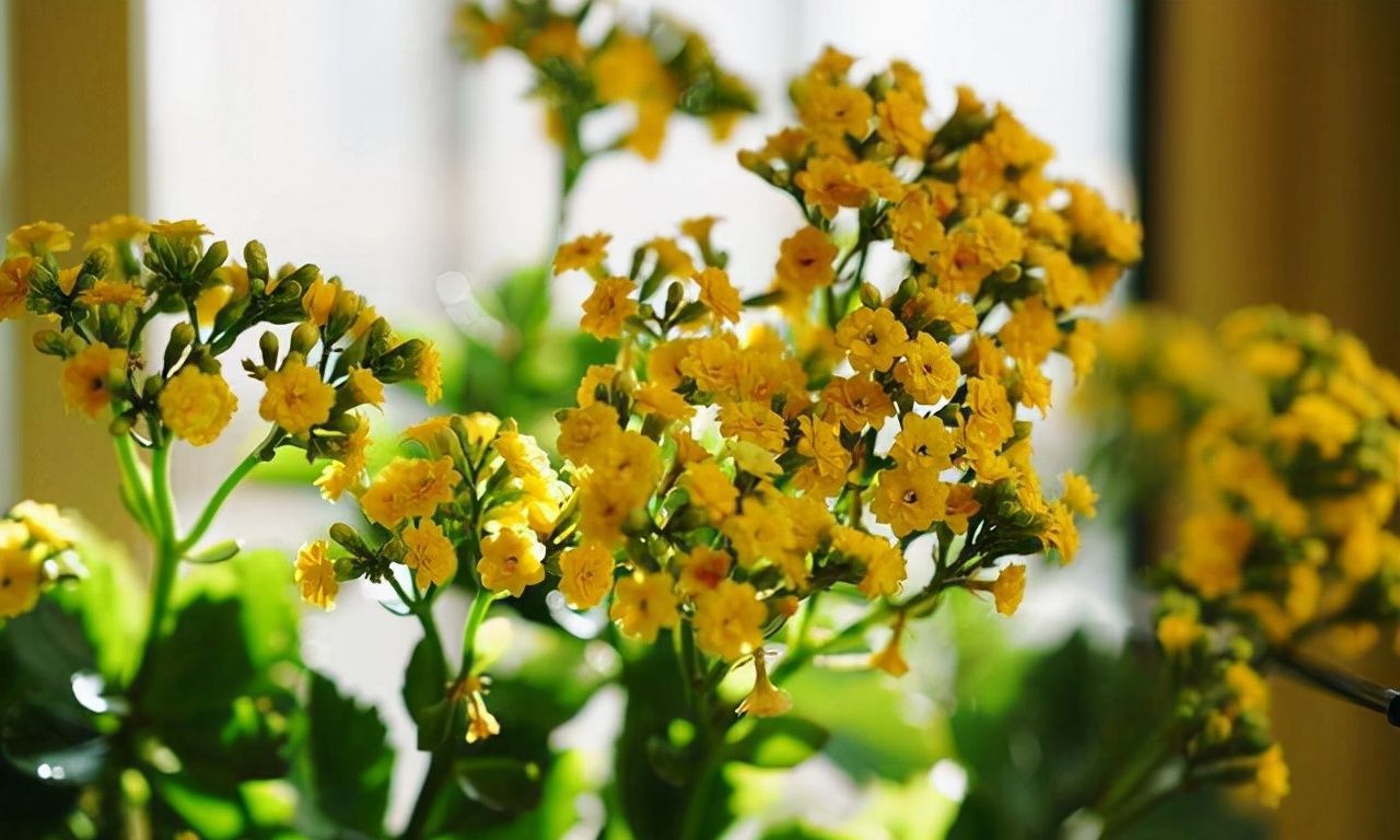 长寿花总“装菜”，赶紧“虐一虐”，加快分化，开春就能闻到花香