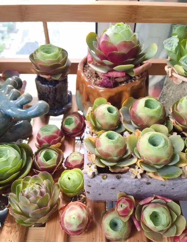 2种多肉,一休眠就变小包子,天越热越漂亮!