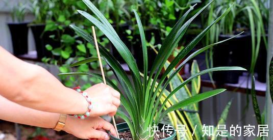 花盆儿|立秋之后,君子兰这么养,叶子厚又亮,开花大爆发