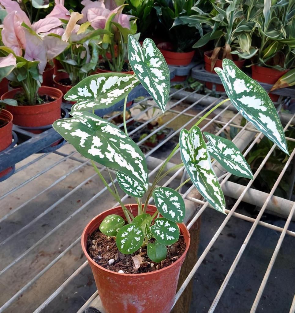 肥力|养花三分靠肥,七分靠水,这6种情况不能施肥,养花效果差