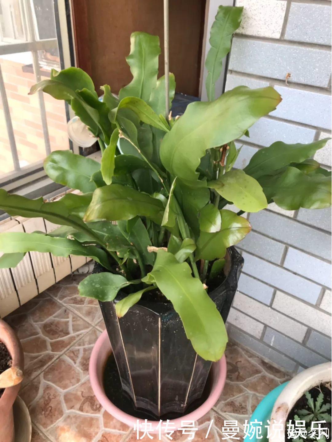 这花真稀罕,刚开花就被掐光了,花钱未必买得到!