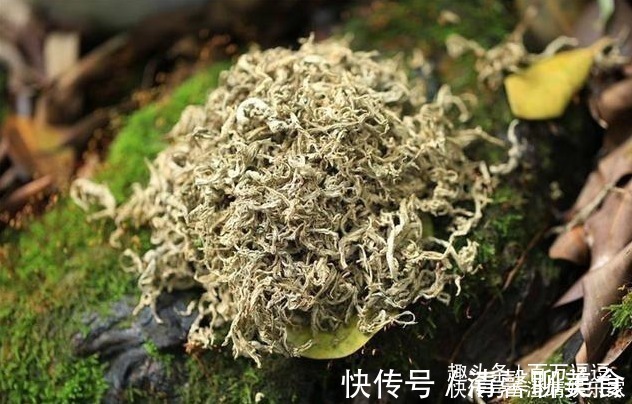 郎中|家有三年艾，郎中不必来！艾叶的效果多神奇用过的人都说好