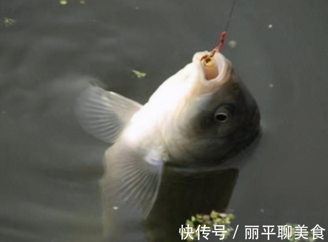 天太冷,这样的冬钓技巧,是谁走漏了风声,我不说你会知道?