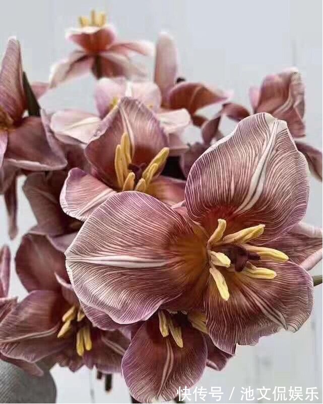 气质型|新手养花,不如养观赏精品布朗尼郁金香,博爱高雅的复古网红花