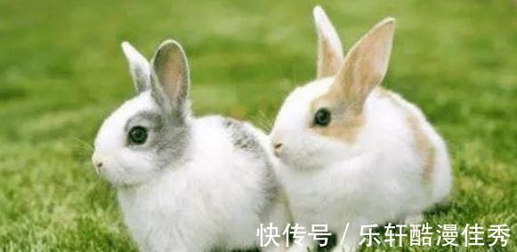 生肖|属兔人，从小就养成了很奢华的日子习惯！