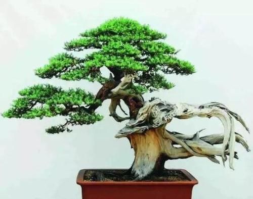 材料|树桩盆景成活以后,树桩材料如何加快苍老速度?有哪些操作要领?