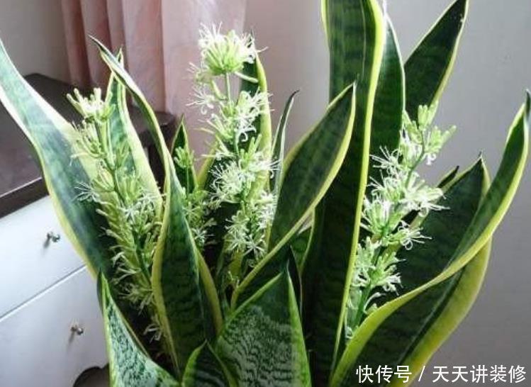 3种花,最适合养卧室,释放氧气助睡眠,一觉睡到天亮