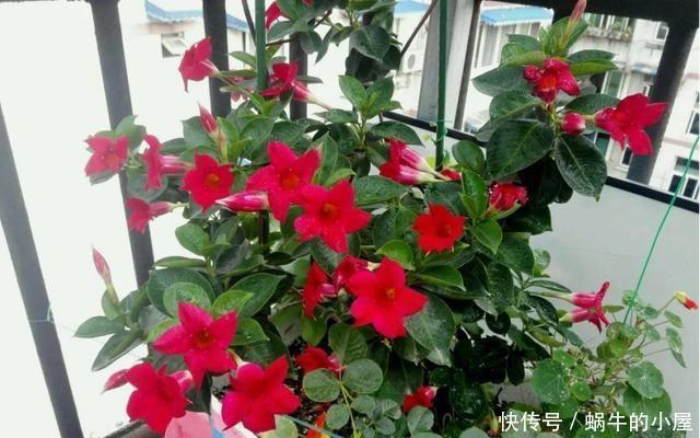 9种花不用花钱买,掐根枝条插土里,2周即可生根,好养易成活
