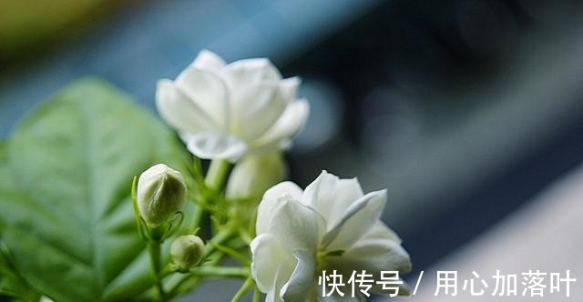 顶端|茉莉花八月容易“饿”，“喂养”做到位，花大香味浓！