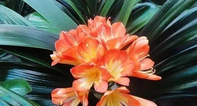 水杨酸|养君子兰,就用4种药,只需埋在花盆中,花剑冒不停,叶绿花还旺