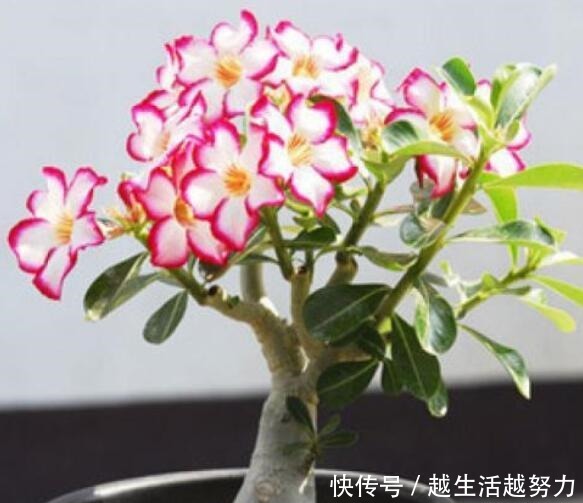 年底逛花卉市场,4种“耐养”花,建议安排起来!