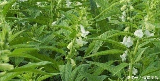 饺子换一种包法,婆婆说我太随意,可上桌后她连吃50个才过瘾!