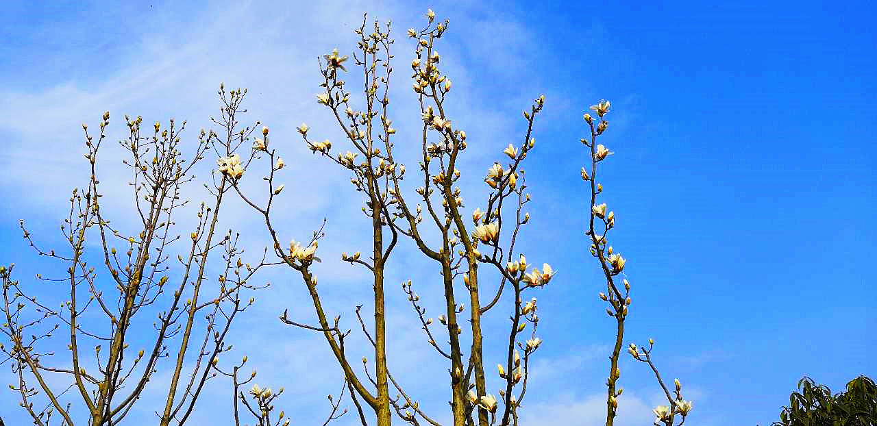 烟火@雨打梨花深闭门,孤负青春,虚负青春