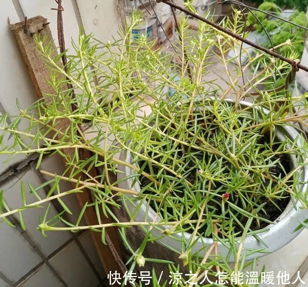 花苞|养的花一直不开花,主要是这6点做好,赶紧学起来