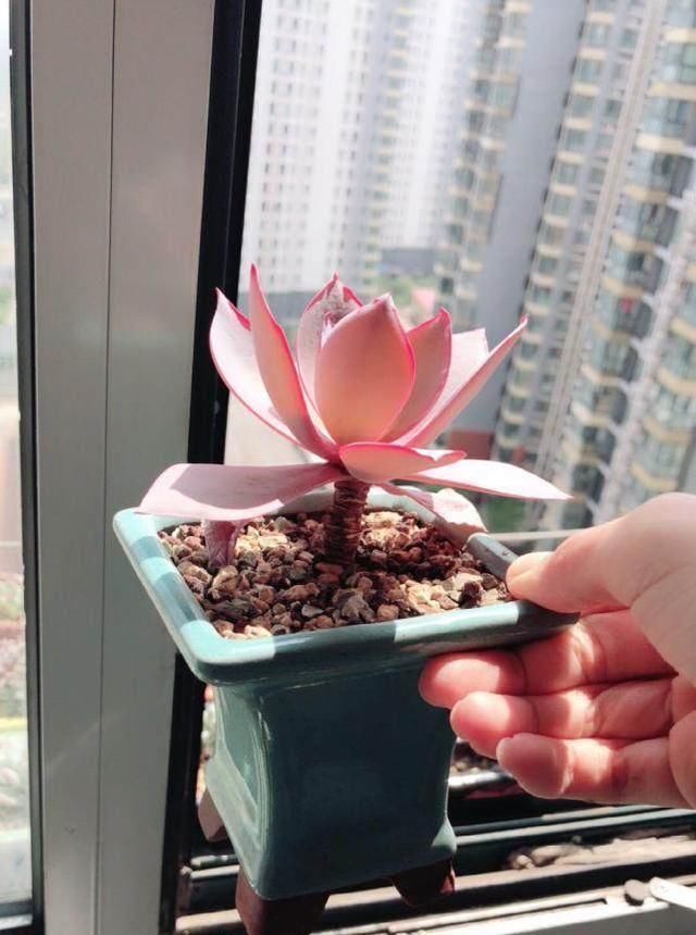 夏天来了,这些多肉最耐晒,度夏没问题,越养越肥厚