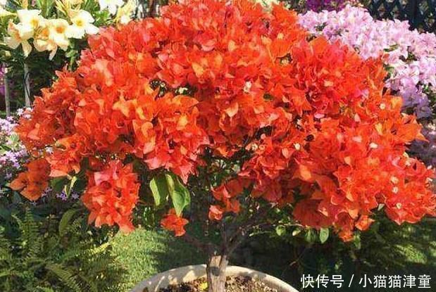 最适合家养,还能够开100多天的花,就这“3种”,赶紧养一盆吧