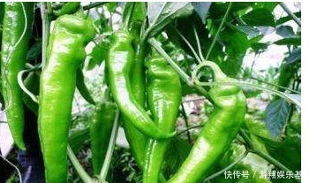 分解酶|常吃青椒的人,身体不会差,但切忌与一物同食,但有很多人不清楚