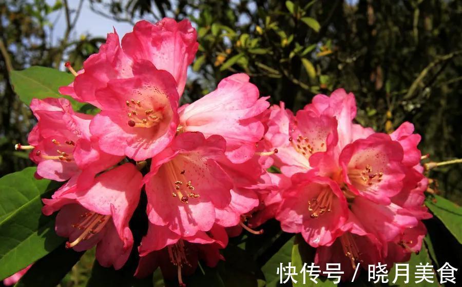 5种花不怕冷，扔在室外不用管，花朵挂满枝头，鲜艳多姿，很漂亮