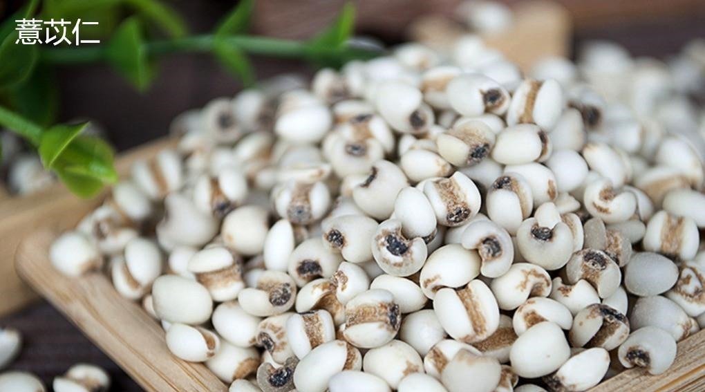 薏苡仁|两味小中药,管腿沉、腿肿!一个祛风一个除湿,值得研究